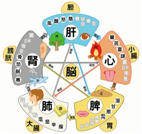 五行陰陽論